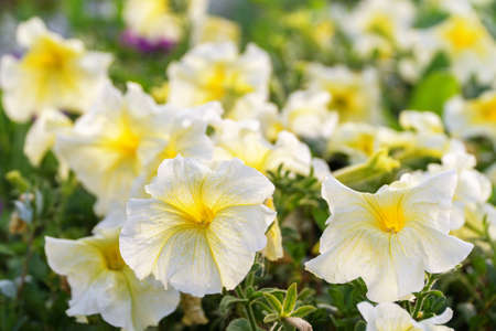 flowerbed with white petunias in the sunの写真素材