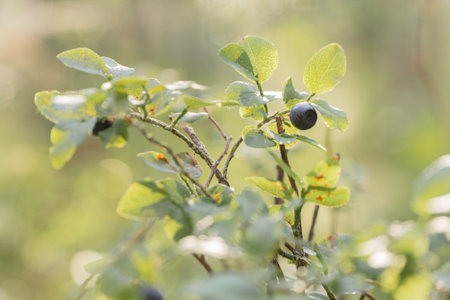 blueberries on a bush with blurred background.の写真素材