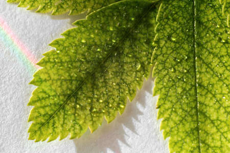 rowan leaf close up with water drops and rainbowsの写真素材