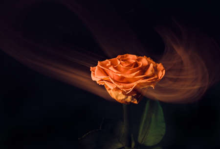 orange rose on black background with color tracksの写真素材
