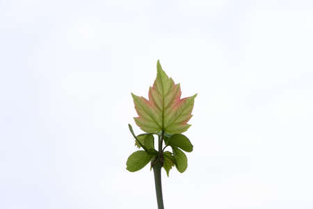 bright green leaf with pink spots on white backgroundの写真素材