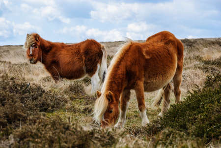 dartmoor england wilde horsesの写真素材