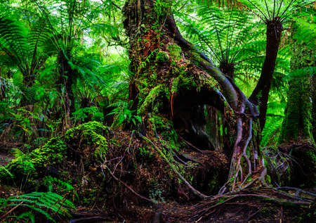 vicotria australia tree root  rainforest fernの写真素材