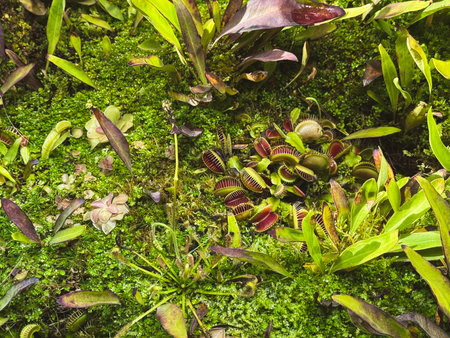Carnivorous plants like Venus flytraps thrive in lush moss and greenery.