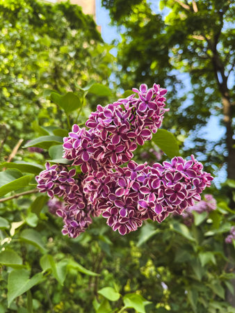 Purple lilac blooms create a colorful display amid lush green foliage.