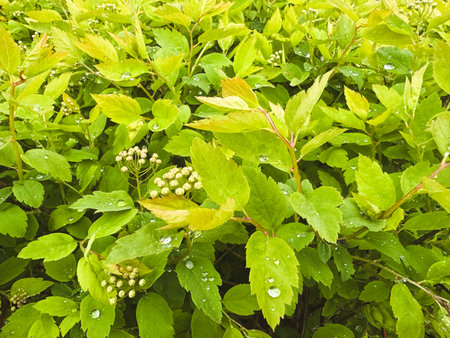 Lush green leaves glisten with water droplets in a vibrant environment.
