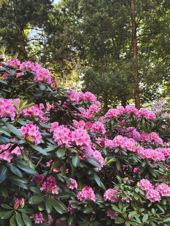 Vibrant pink rhododendrons bloom in a lush green garden during springの写真素材