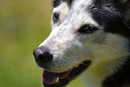 Street dog