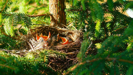 nest with chicks