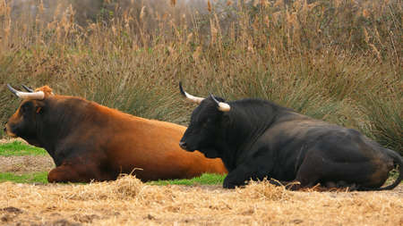 brown and black bulls africaの写真素材