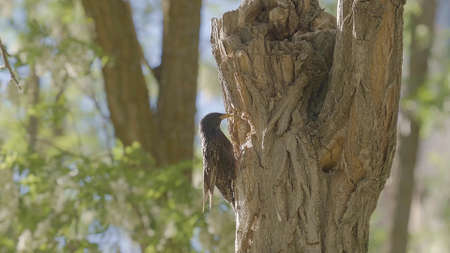 bird on the tree