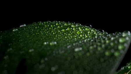 green leafの写真素材