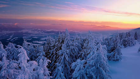 winter forest in the mountainsの写真素材