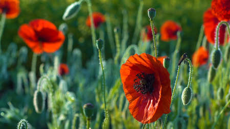 field with red poppies on a green background