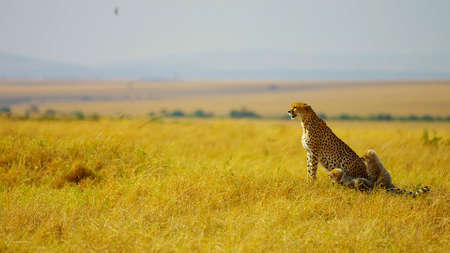 leopard with a little one sitting in a fieldの写真素材