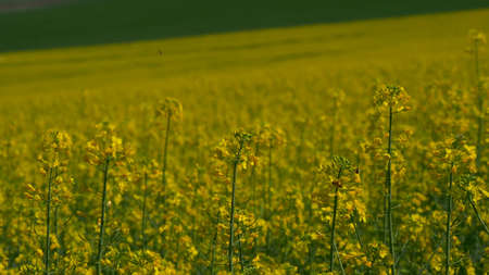 a field in which yellow wildflowers growの写真素材