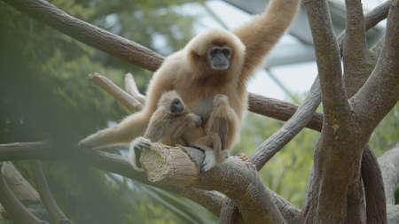 animals play with their babiesの写真素材