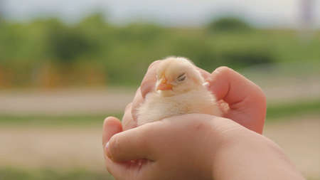 animals play with their babiesの写真素材