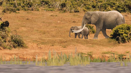 animals play with their babies