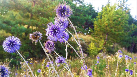 The beauty of nature around usの写真素材