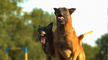 two dogs barking in the streetの写真素材