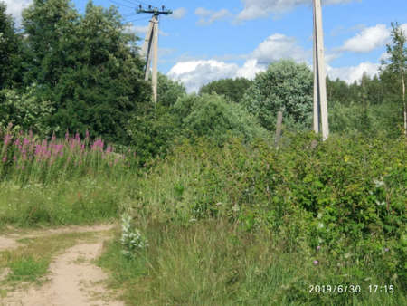 nature summerのeditorial素材