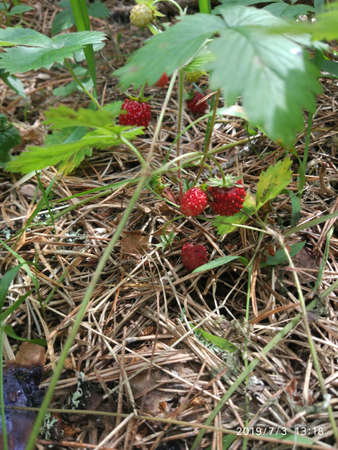 strawberriesのeditorial素材