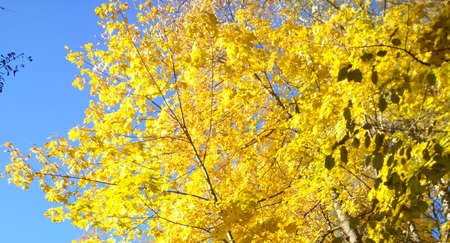 autumn mapleのeditorial素材