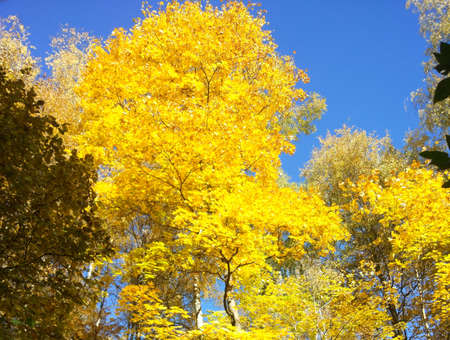 birch in autumnのeditorial素材