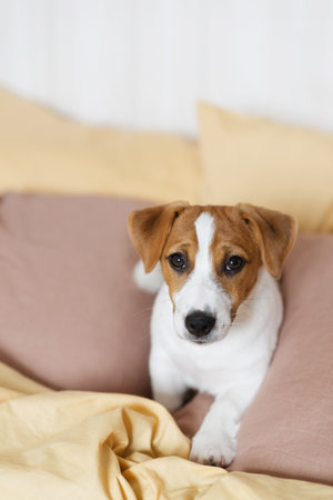 Cute Jack Russell Terrier puppy resting on soft yellow and brown pillows at home. Sweet dog with cute eyebrows lies on blanket and pillows in different poses. The first days of a puppy in a new homeの写真素材