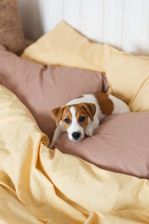 Cute Jack Russell Terrier puppy resting on soft yellow and brown pillows at home. Sweet dog with cute eyebrows lies on blanket and pillows in different poses. The first days of a puppy in a new homeの写真素材