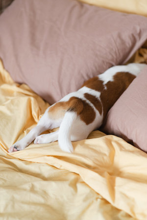 Cute Jack Russell Terrier puppy resting on soft yellow and brown pillows at home. Sweet dog with cute eyebrows lies on blanket and pillows in different poses. The first days of a puppy in a new homeの写真素材