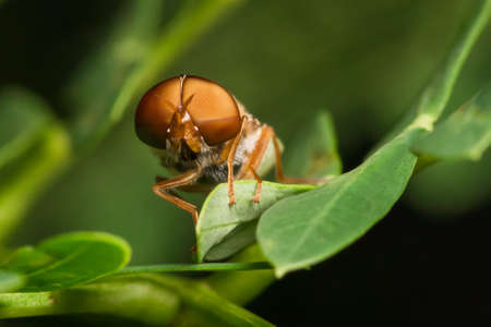 Horse fly on green leaf