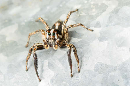 spider on the white sandの写真素材