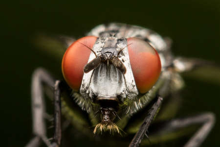 Close up housefly.の写真素材