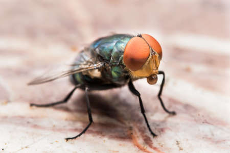 Hose fly with Bubbleの写真素材