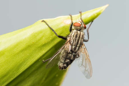 house fly on leaf, house fly, flyの写真素材