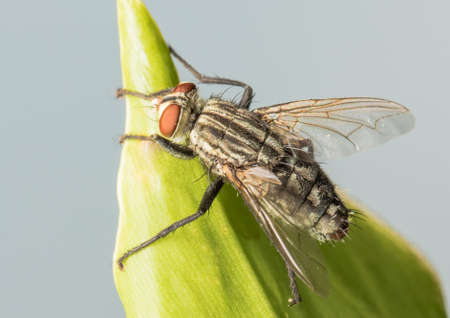 house fly on leaf, house fly, flyの写真素材