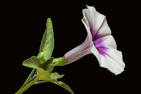 Convolvulaceae Flower on a black backgroundの写真素材