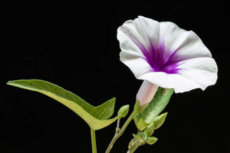 Convolvulaceae Flower on a black backgroundの写真素材