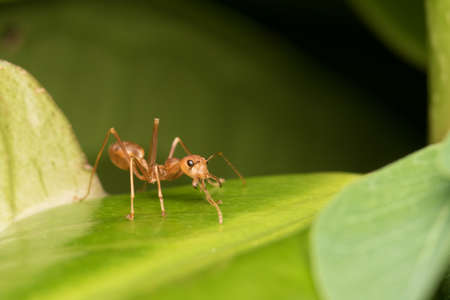 Ants protect the nest, Red antの写真素材