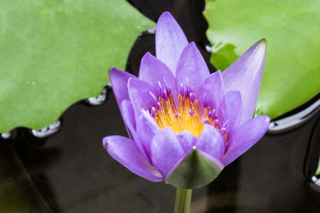 Nelumbo lotus, Lotusの写真素材
