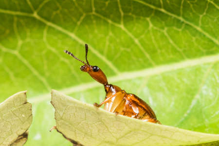 Giraffe weevil, Giraffe weevil ongreen leafの写真素材