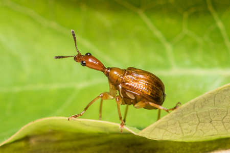 Giraffe weevil, Giraffe weevil ongreen leafの写真素材