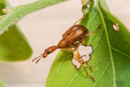 Giraffe weevil, Giraffe weevil ongreen leafの写真素材