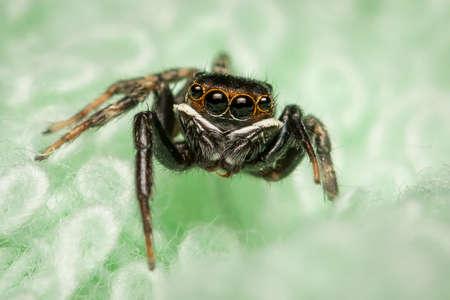 Spider on green netsの写真素材