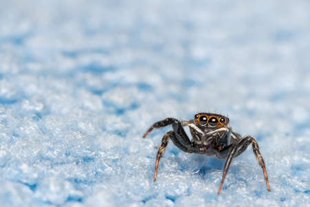 Spider on blue isolateの写真素材