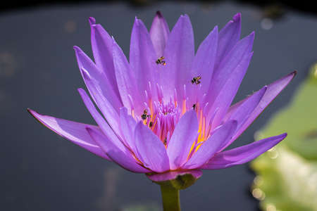 water lily on bossomの写真素材