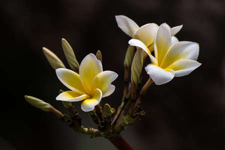 Plumeria flower on bossomの写真素材