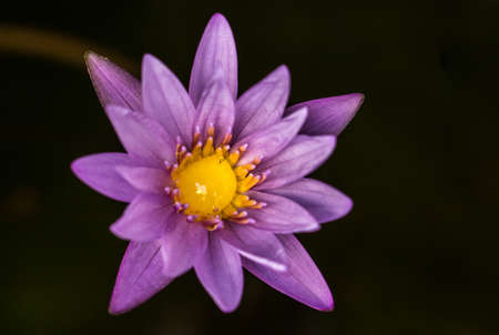 water lily on back isolateの写真素材